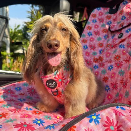 Blossom: Deluxe Single Car Seat Cover Dogs