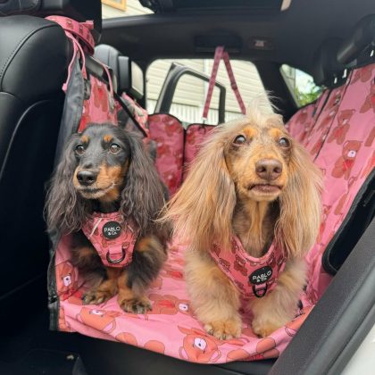 Teddies: Deluxe Hammock Car Seat Cover Dogs